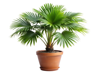 Obraz premium A healthy green palm plant in a terracotta pot, isolated on transparent background