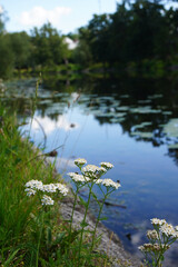 Close up of flowers at a river