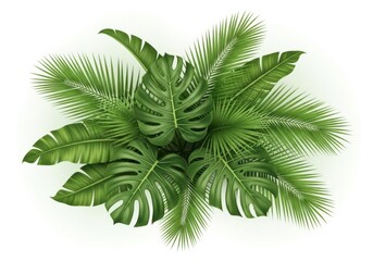 Top view of a lush green tropical plant isolated on white background