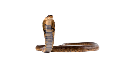 A dramatic editorial wildlife image of a cobra with hood fully expanded, posed in a striking defensive position symbolizing power, dominance, and danger.