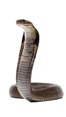 Fototapeta premium A dramatic editorial wildlife image of a king cobra (Ophiophagus hannah) with hood fully expanded, posed in a striking upright position showcasing power, dominance, and elegance.