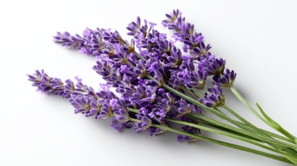 A lovely bunch of lavender flowers is arranged neatly showcasing their vibrant purple hue against a clean white backdrop. The delicate buds and greenery create a calming display naturally.