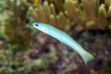 Pearly dartfish, Ptereleotris microlepis, Raja Ampat Indonesia.