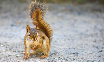 Curious red squirrel walking forward on a gravel path in natural daylight