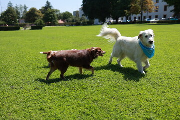 Obraz premium Three dogs are playing in a grassy field
