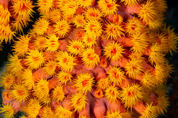 Orange cup coral,Tubastraea coccinea, Raja Ampat Indonesia