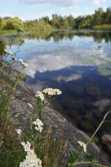 Close up of flowers at a river