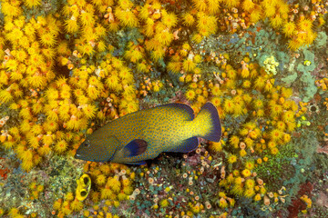 Peacock grouper, Cephalopholis argus. in front of tubastraea corals, Raja Ampat Indonesia.