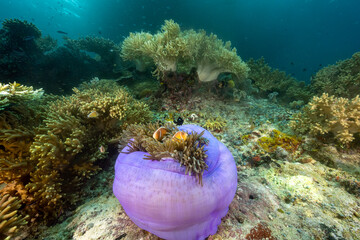 Reef scenic with Pink anemonefishes, Amphiprion perideraion Raja Ampat Indonesia