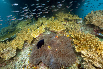 Reef scenic wirh clownfishes and magnificient anemone, Raja Ampat Indonesia.