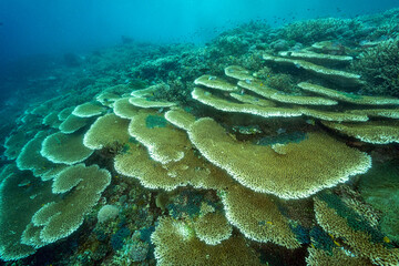 Reef scenic with Acropora indonesia, corals Raja Ampat Indonesia.