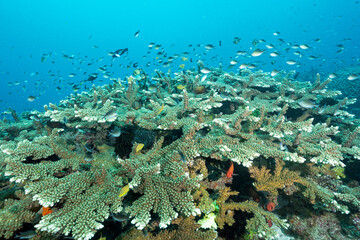 Reef scenic with Acropora florida stony coral, Raja Ampat Indonesia.