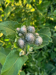 green burdock in the forest, wildlife, texture