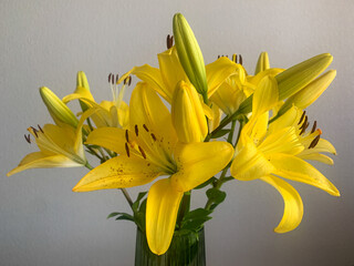 beautiful yellow flower on the white background, Yellow lilies in a vase © Татьяна Корж