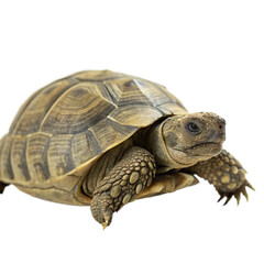 Fototapeta premium Realistic Tortoise with Textured Shell and Scaly Legs