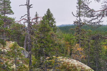 Autumn landscape from the Kalvberget coniferous forest reserve of the Totenåsen Hills, Norway.