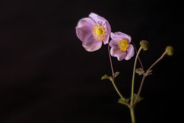 Obraz premium Background with anemone flowers; Eriocapitella tomentosa 