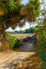 Obraz premium Sunny Rural Path Under A Large Spiky Tree With Dry Brush And Open Field Beyond
