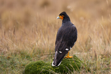 Carunculated Caracara perched on moss in the páramo of Antisana National Park, Ecuador