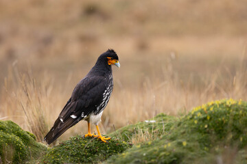 Carunculated Caracara perched on moss in the páramo of Antisana National Park, Ecuador