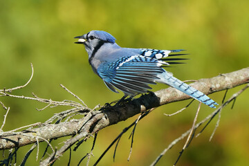 Blue Jays on dead branch in fall