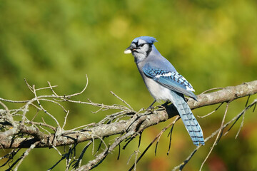Blue Jays on dead branch in fall