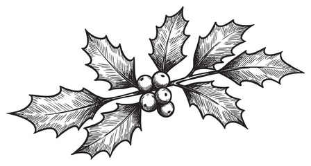 Fototapeta premium Detailed black and white holly illustration with berries and spiky leaves – retro hand drawn illustration