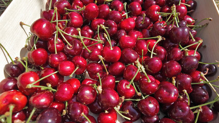 Fresh red sweet cherries in wooden crates prepared for sale on a market.