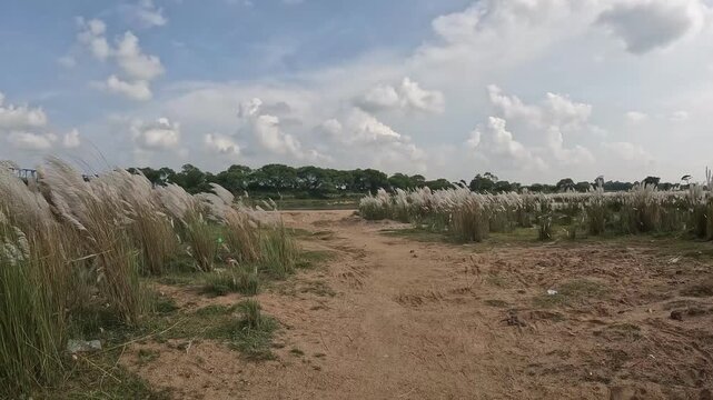 kash flower 4k footage captured during durgapuja time at rural west bengal india