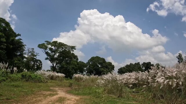 kash flower 4k footage captured during durgapuja time at rural west bengal india