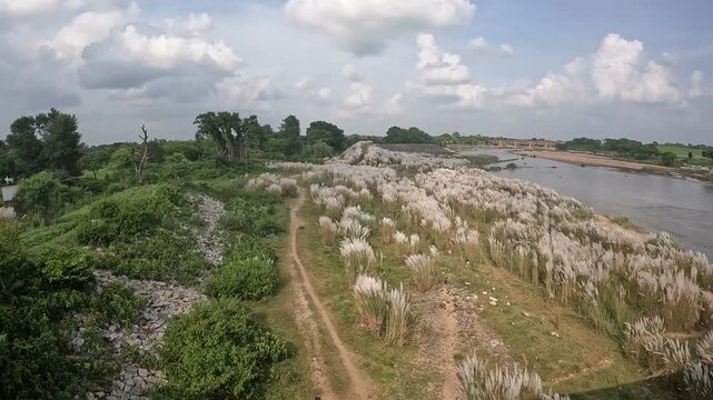 kash flower 4k footage captured during durgapuja time at rural west bengal india