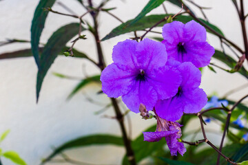 Obraz premium Vibrant Purple Flowers in a Garden Setting with Green Leaves and Delicate Stems