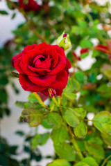 Vibrant Red Rose in Focus With Buds and Lush Green Foliage in Garden Setting