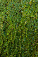 Fototapeta premium Dense Green Vines With Small Round Leaves Covering a Wall in a Lush Garden Setting