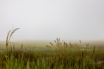 Obraz premium Foggy Morning in a Coastal Marsh