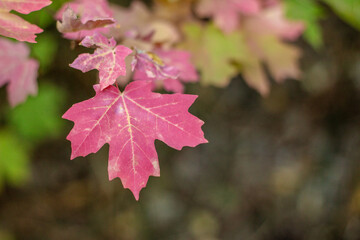 Autumn Leaves Changing Colors