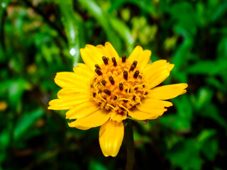Fototapeta premium Yellow wildflower blooming in green background / 緑を背景に咲く黄色い野花