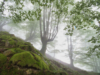 Magical foggy beech forest with mossy rocks - An enchanting scene in a misty forest with sunrays filtering through the trees and green moss covering the rocks.