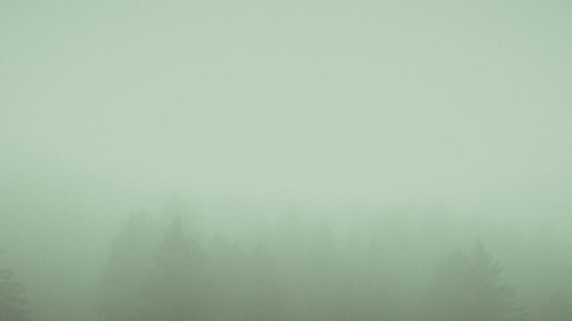 Mystischer Wald im Nebel