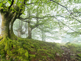 Serene foggy forest with a mossy ground - A tranquil landscape in a misty forest with lush green moss covering the rocks and ground, under a diffused, foggy sky.