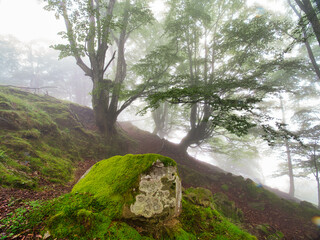 Green mossy rock and path in a misty forest - A hiking path covered in fallen leaves winds past a large, vibrant green, moss-covered rock in a dense, atmospheric, foggy forest.