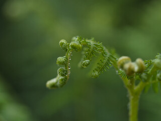 Young fern frond unfurling with fresh water drops - A macro shot of a delicate, coiled fern frond with tiny water droplets, captured with a shallow depth of field against a soft green background.