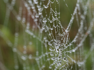 Detailed cobweb covered in glistening water drops - A close-up macro view of a spiderweb sparkling with tiny water droplets, creating a delicate, intricate, and beautiful pattern.