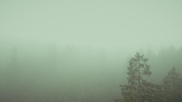 Mystischer Wald im Nebel