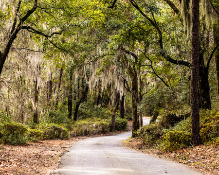 Spanish Moss and Live Oak Trees Along a Winding Path in South Carolina