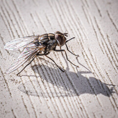fly sucking blood extreme macro
