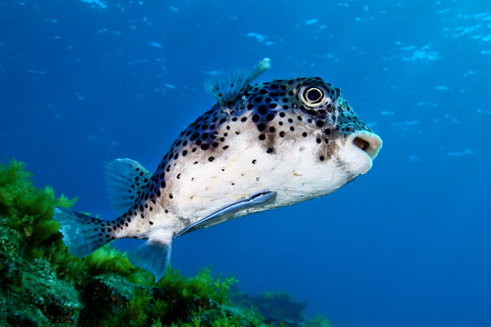 Pez globo con r&eacute;mora nadando junto al arrecife