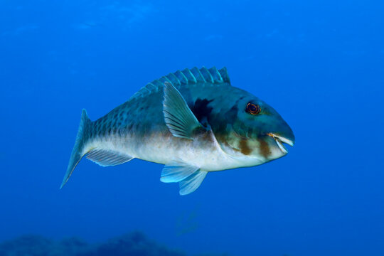 Pez loro macho nadando en el azul
