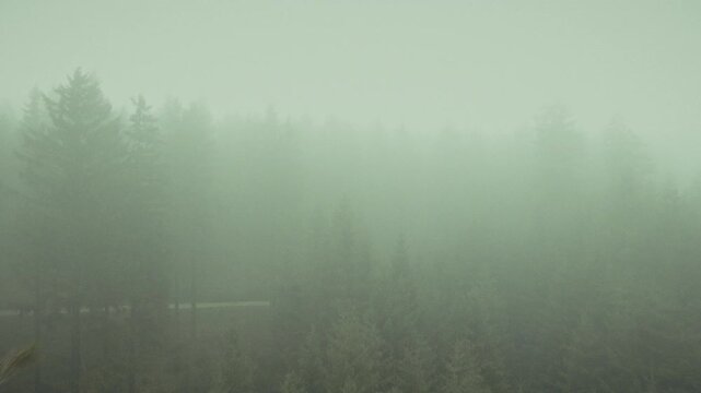 Mystischer Wald im Nebel