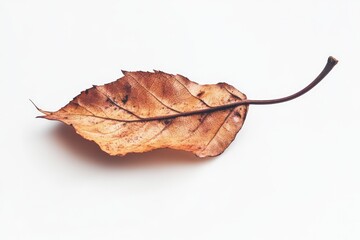 Dry brown leaf on white background. Neural network AI generated